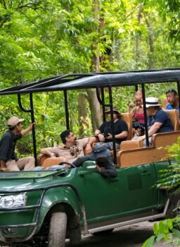 Jungle Safari